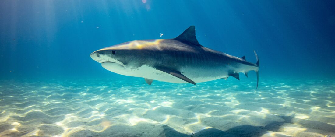 I’m Afraid of Sharks. (#11.5)