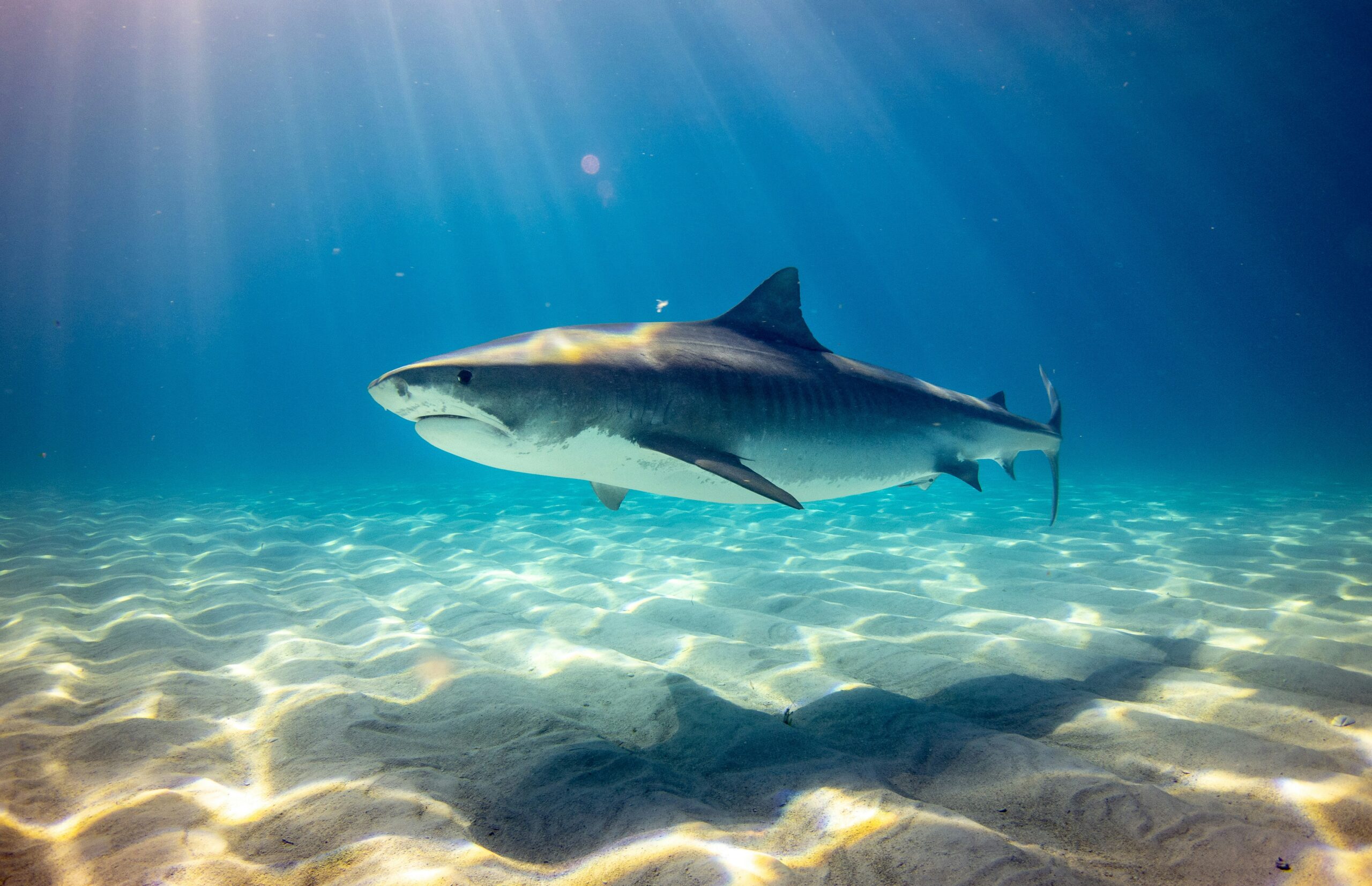 I’m Afraid of Sharks. (#11.5)